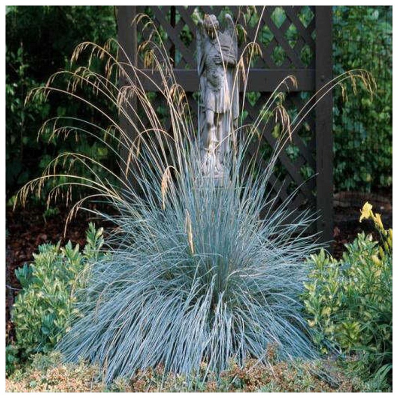 Геликтотрихон (Овсец вечнозеленый) 1 шт Р9